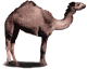 camel